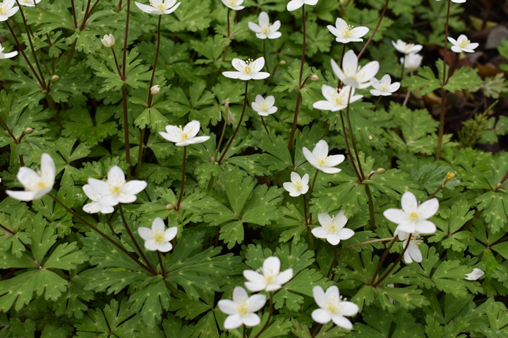 庭の春の花 その３ 冬青