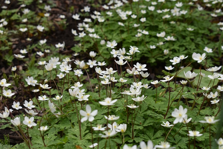 庭の春の花 その３ 冬青